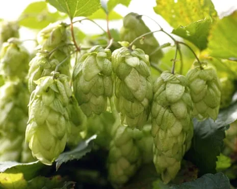 Craft A Custom Brewing Corner: Cultivating Hops Turns Out Easy and Rewarding