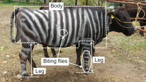 Striped Cattle and Non-Stick Cuisine Secure Humorous Academic Prizes